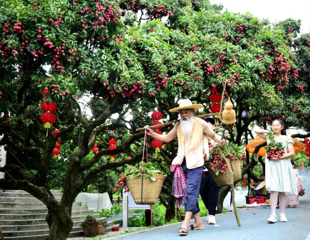 2025年增城荔枝实现产销两旺,图为瓜岭村村民担荔枝(资料图) 2025年增城荔枝实现产销两旺,图为瓜岭村村民担荔枝(资料图)